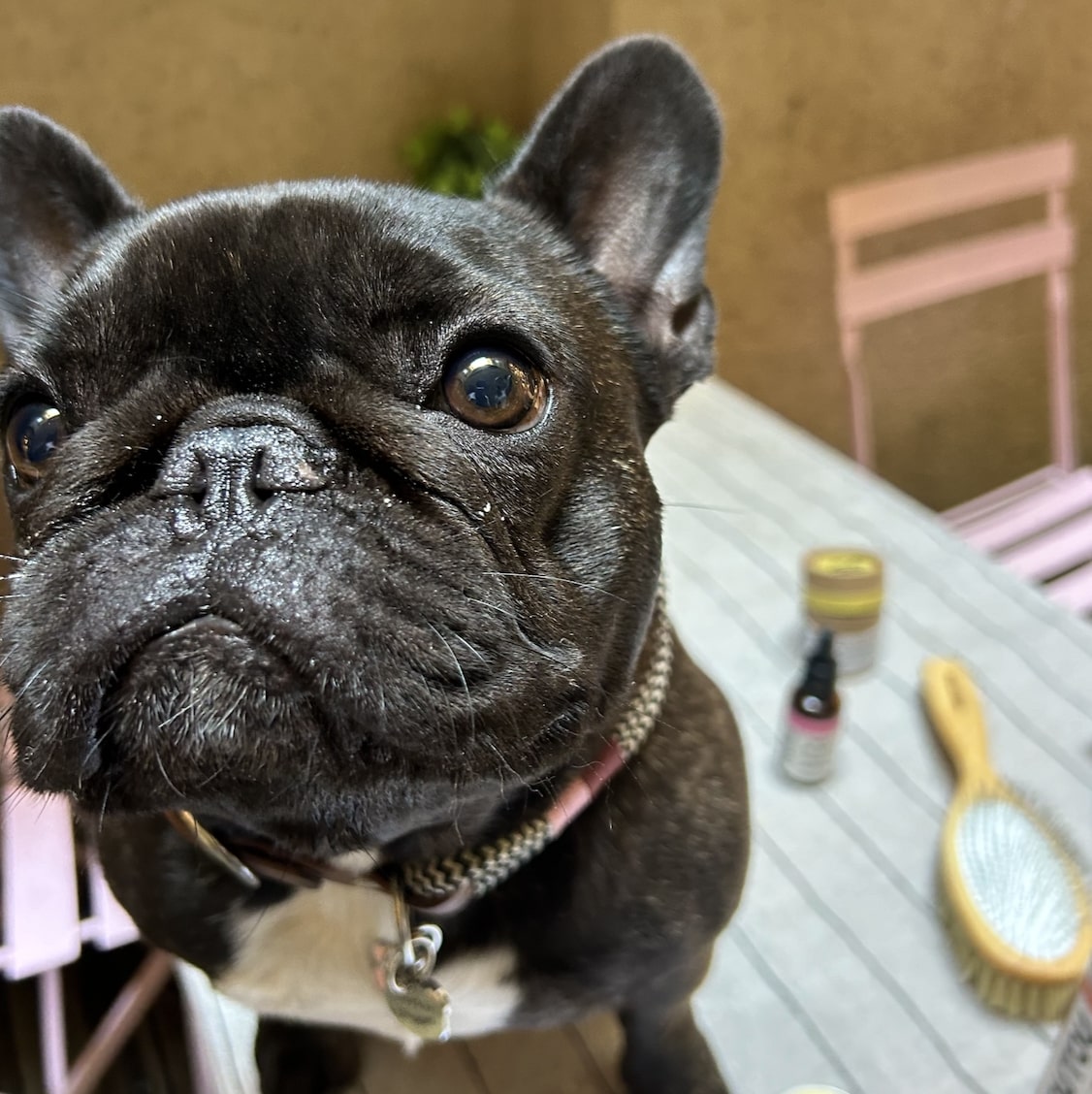 Le shampoing sec pour chien : bienfaits, utilisation et conseils