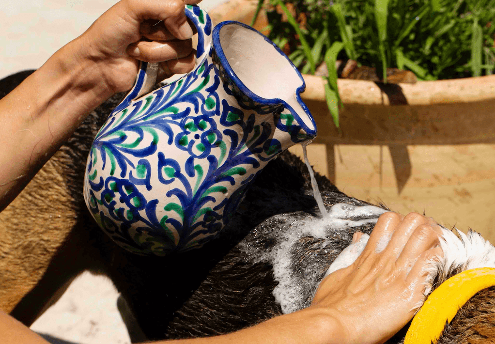 Comment bien laver son chien : les meilleurs gestes