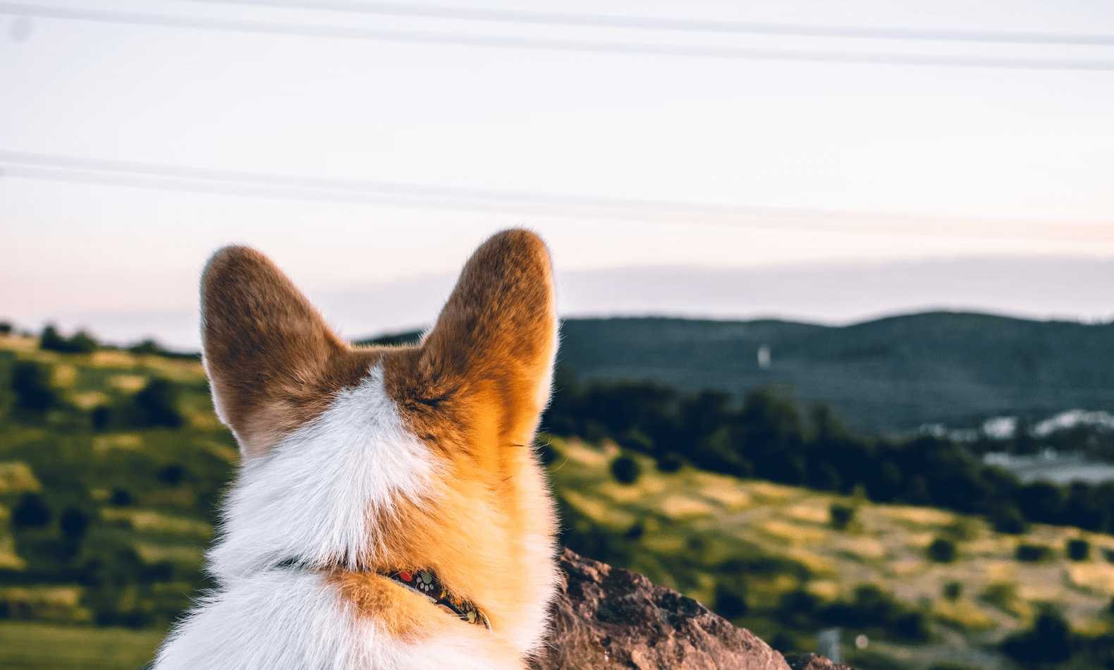 Corgi avec les oreilles propres