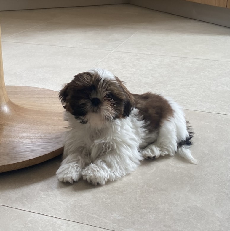 Laver son chiot : les essentiels pour son hygiene