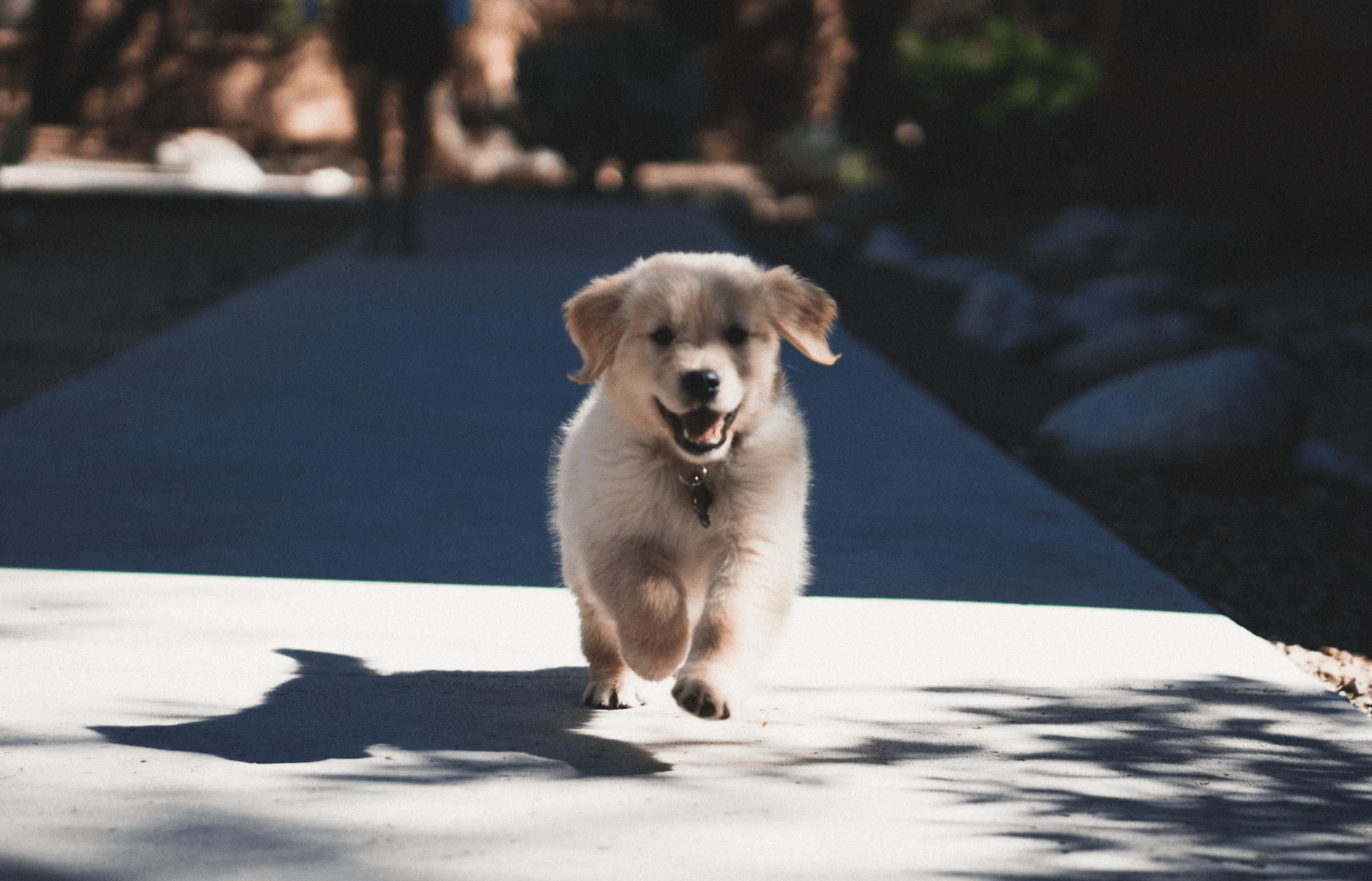 Chiot Golden retriever prêt pour le lavage