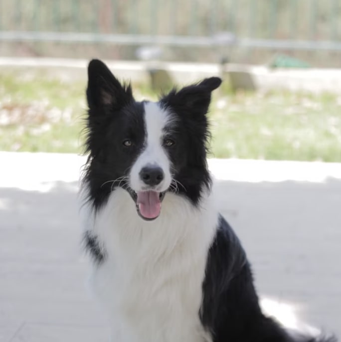 border-collie.jpg