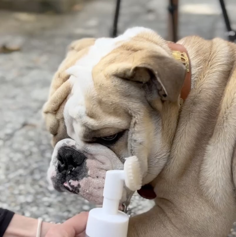 bouledogue-anglais.jpg