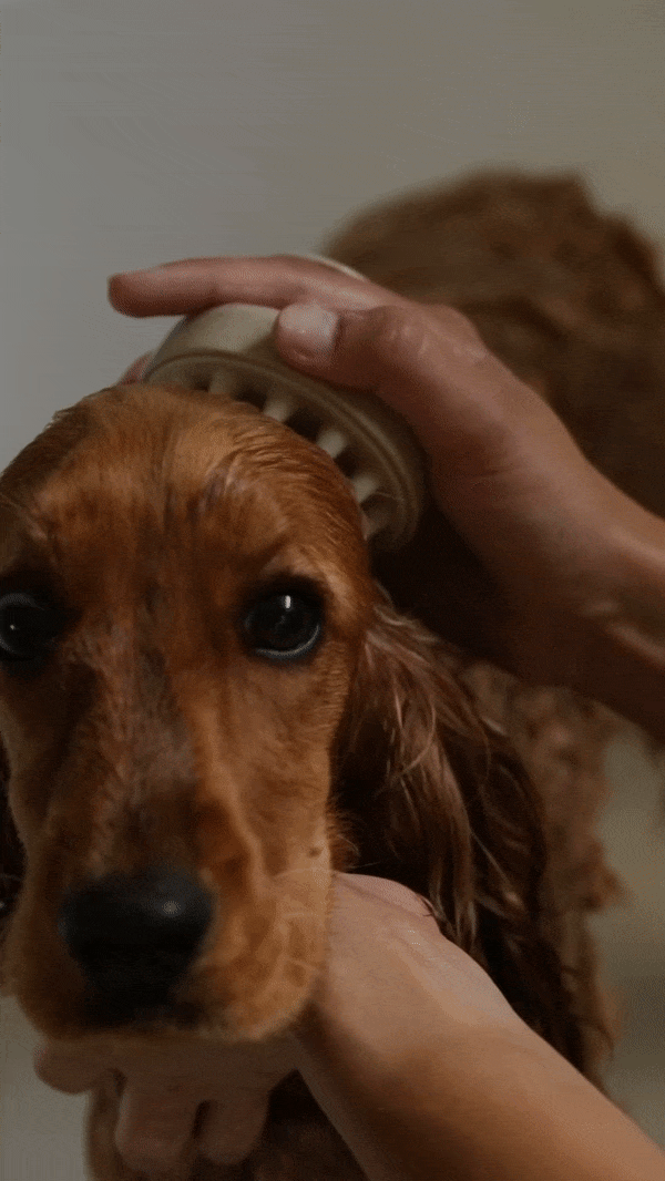 brosse-chien-cocker.gif