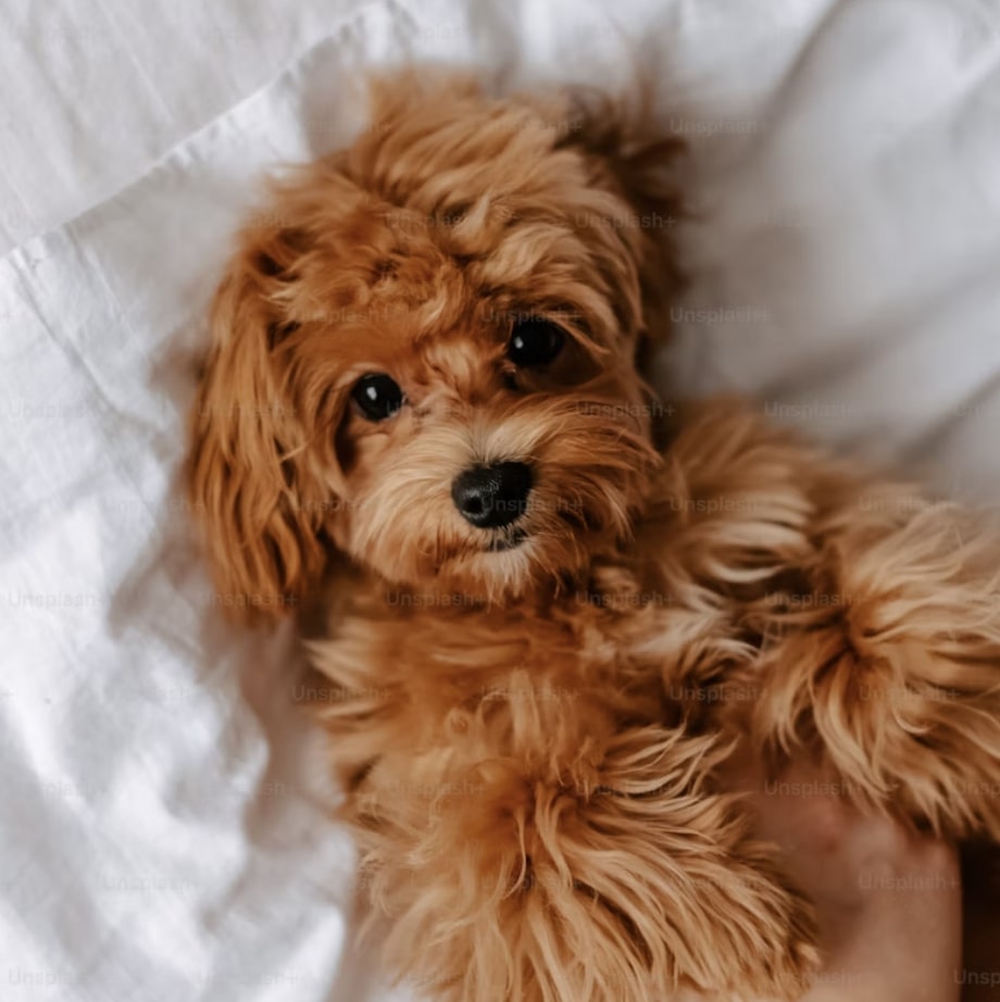 caniche-nain.jpg