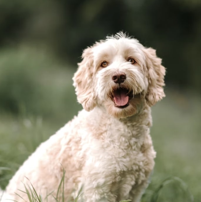 labradoodle.jpg