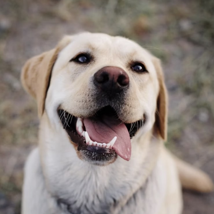 labrador.jpg