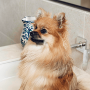 SHAMPOING TRES DOUX & BROSSE