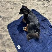 chien a la plage