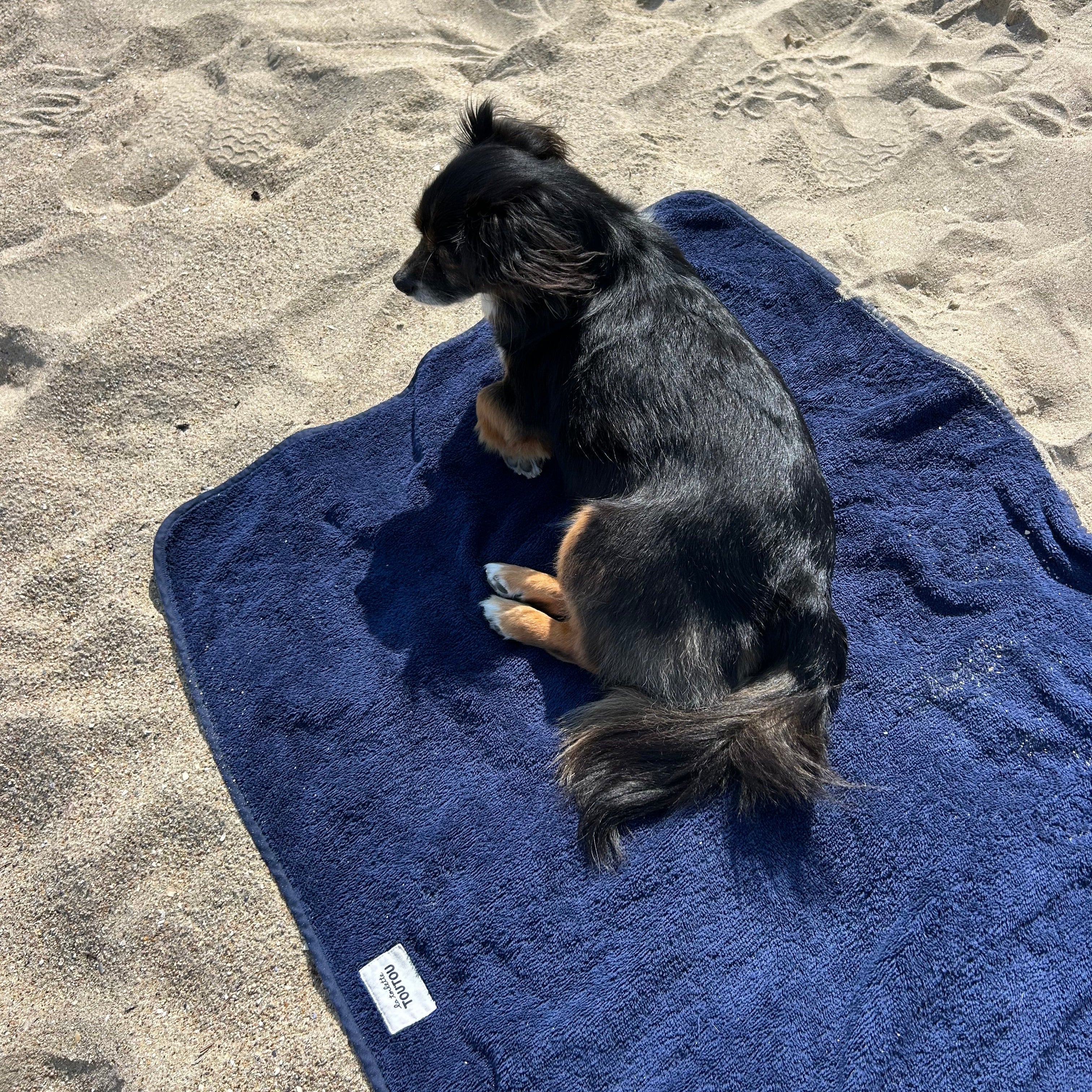 chien a la plage