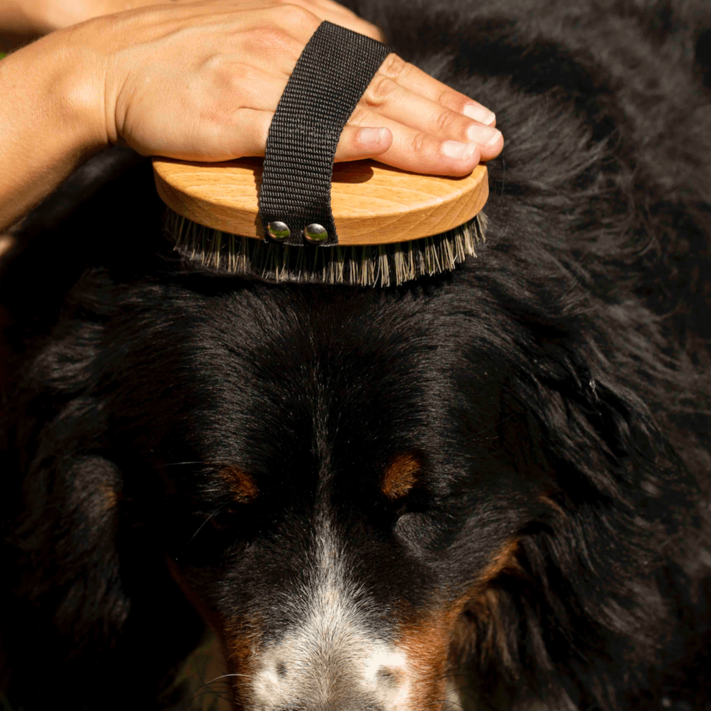 SHAMPOING SEC & BROSSE