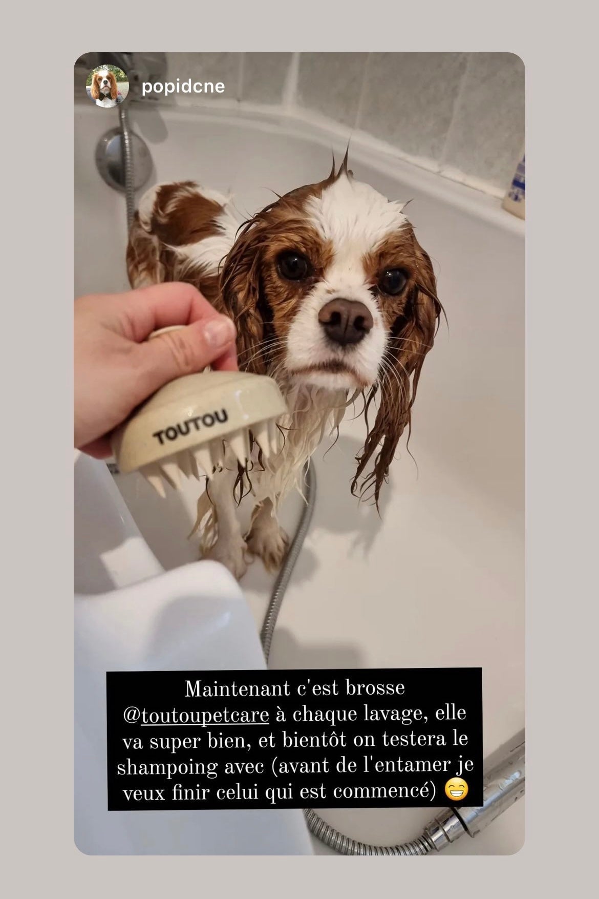 shampoing-chien-brosse-douche.jpg