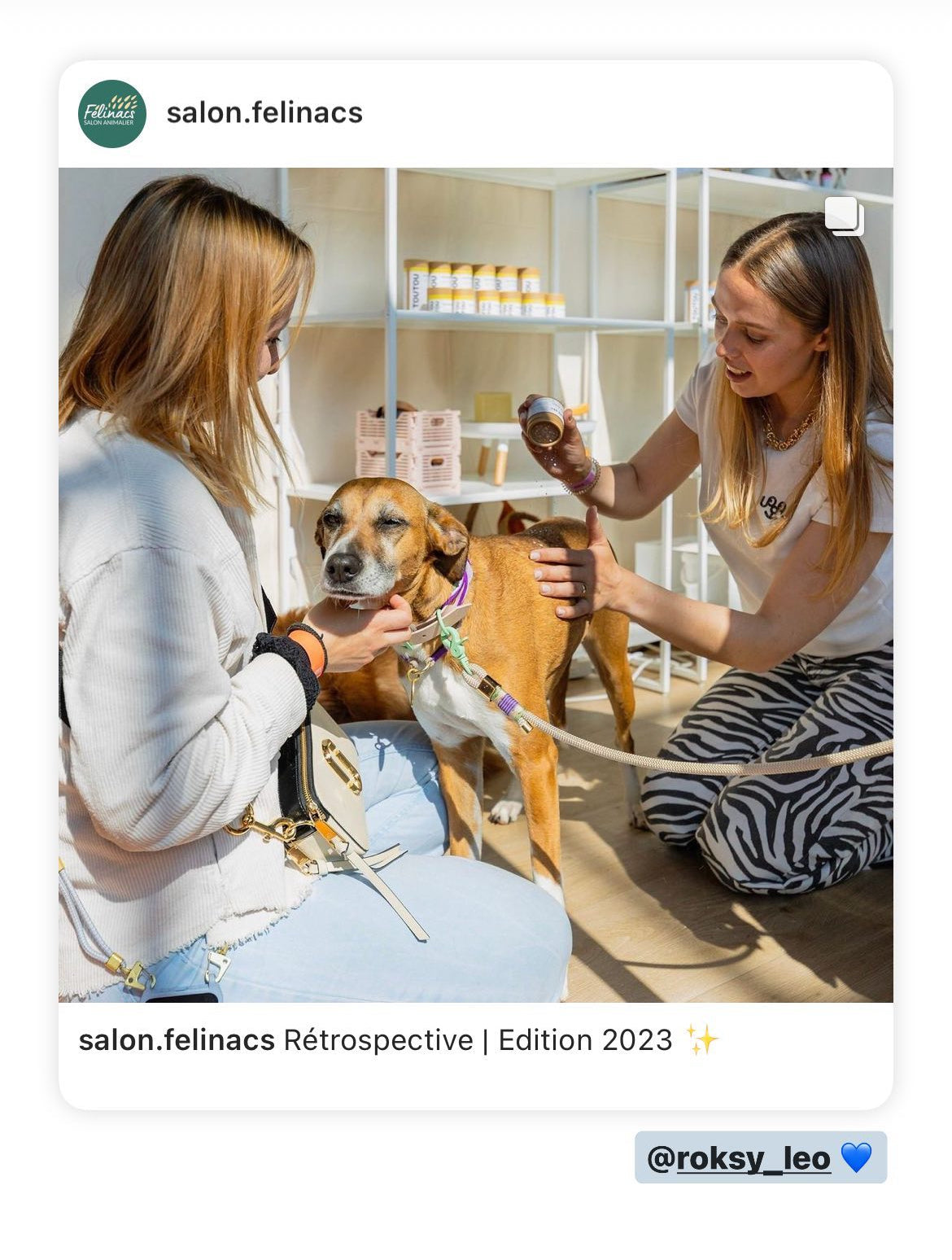 shampoing-chien-sans-eau.jpg
