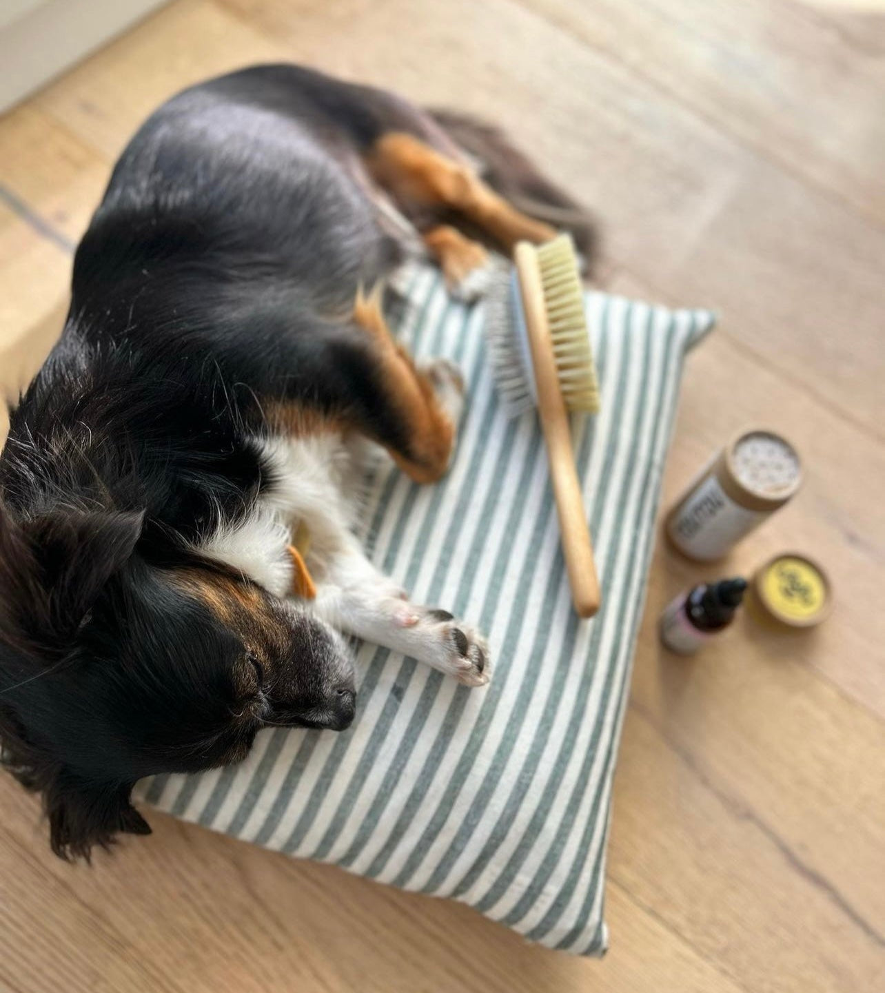 Shampoing sec et brosse pour chiens à poils longs