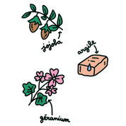Les ingrédients du shampoing pour chien naturel au jojoba, argile et géranium