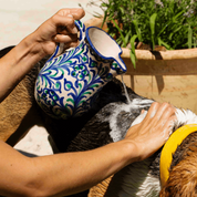 un chien qui se fait laver avec du shampoing de la marque Toutou Petcare