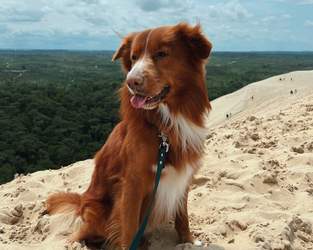 LES ESSENTIELS DE VOYAGE AVEC SON CHIEN