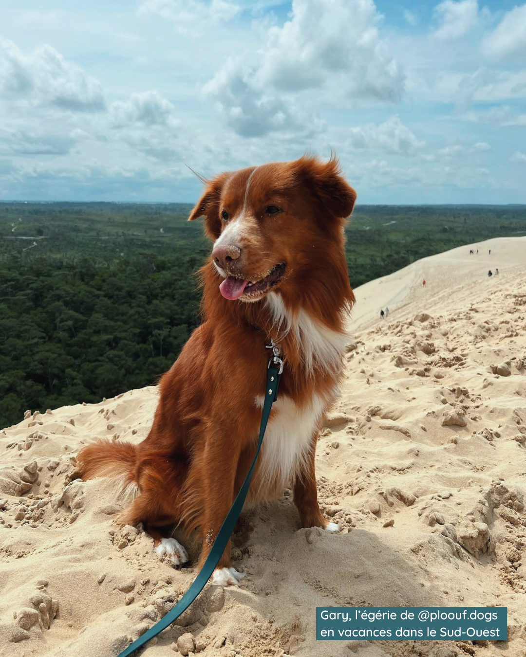 Les essentiels de voyage avec son chien
