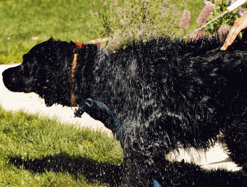 A quelle fréquence faut-il laver son chien ? Tous les mois ?