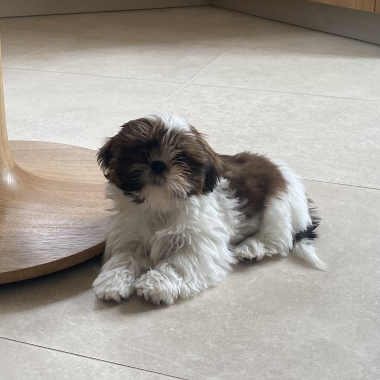Laver son chiot : les essentiels pour son hygiene