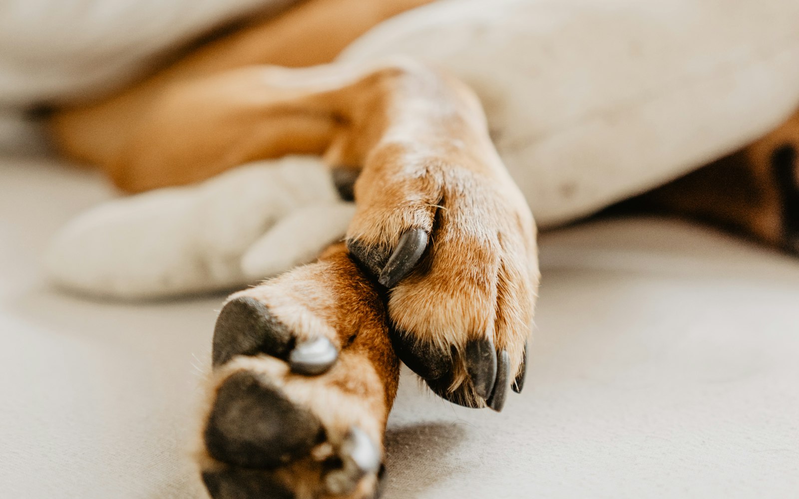 Pattes de chien en gros plan, coussinets visibles