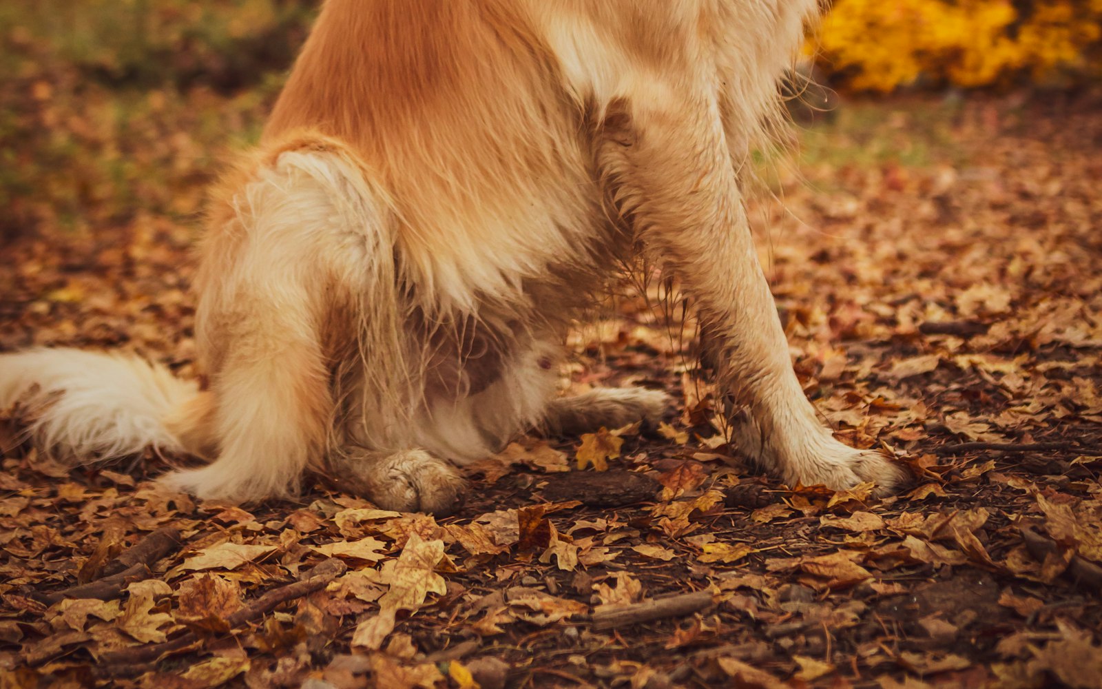 Golden retriever assis dans les feuilles d'automne en forêt, en pleine période de mue