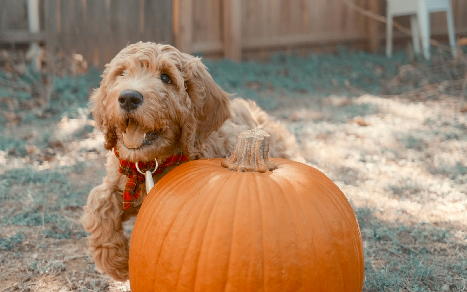 Petit chien assis sur une citrouille d'Halloween