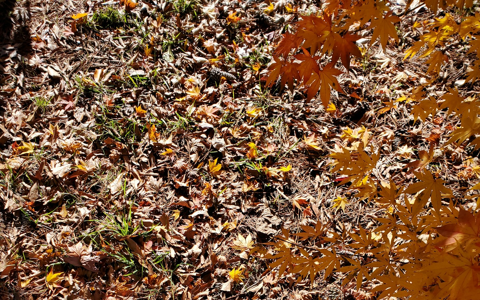 Chien qui se promène dans les feuilles mortes en automne