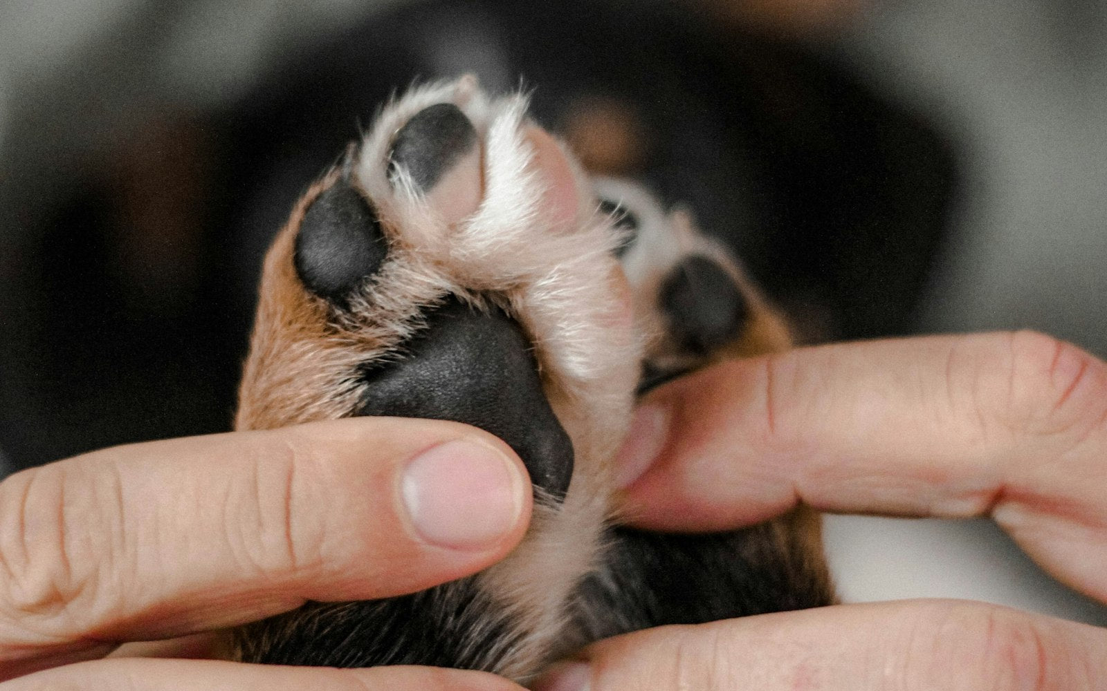 Main qui tient la patte d'un petit chien avant de la nettoyer