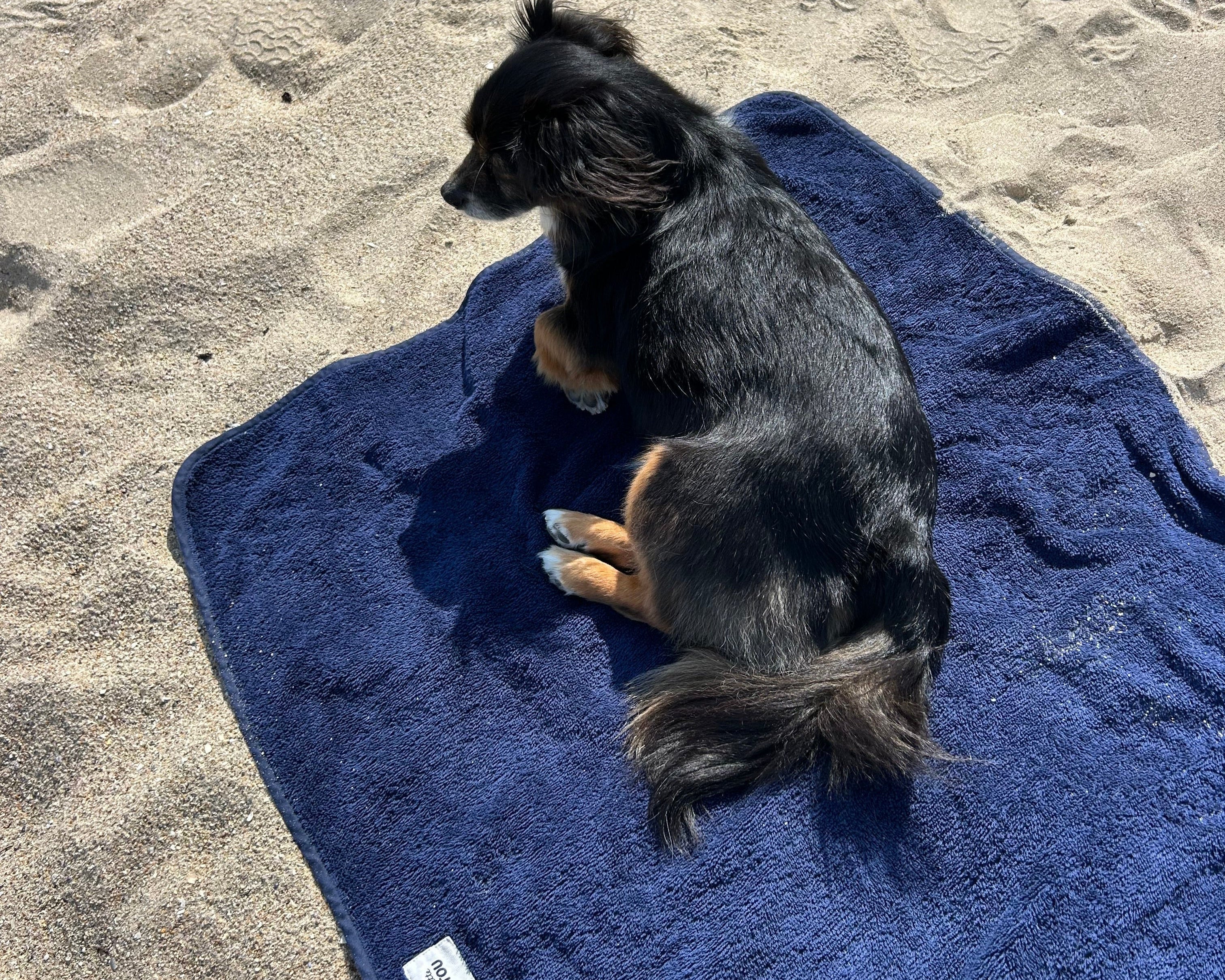 Comment rafraichir son chien en ete : 6 conseils pratiques