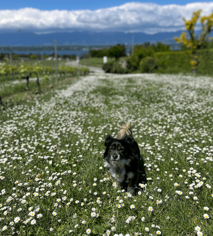 Les soins du printemps 🌸