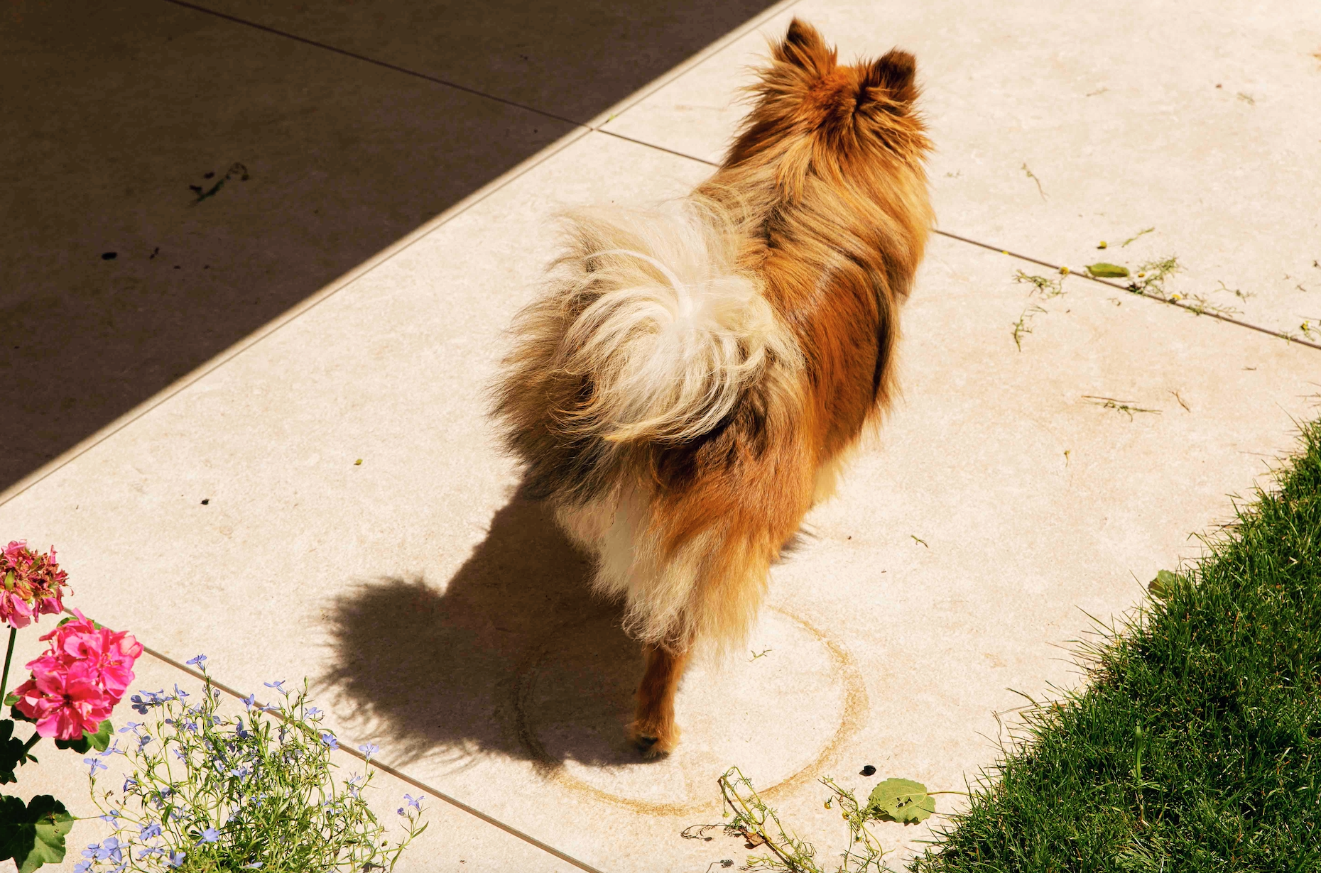 Capture_d_ecran_2022-07-09_a_20-shampoings-chien-toutou-petcare