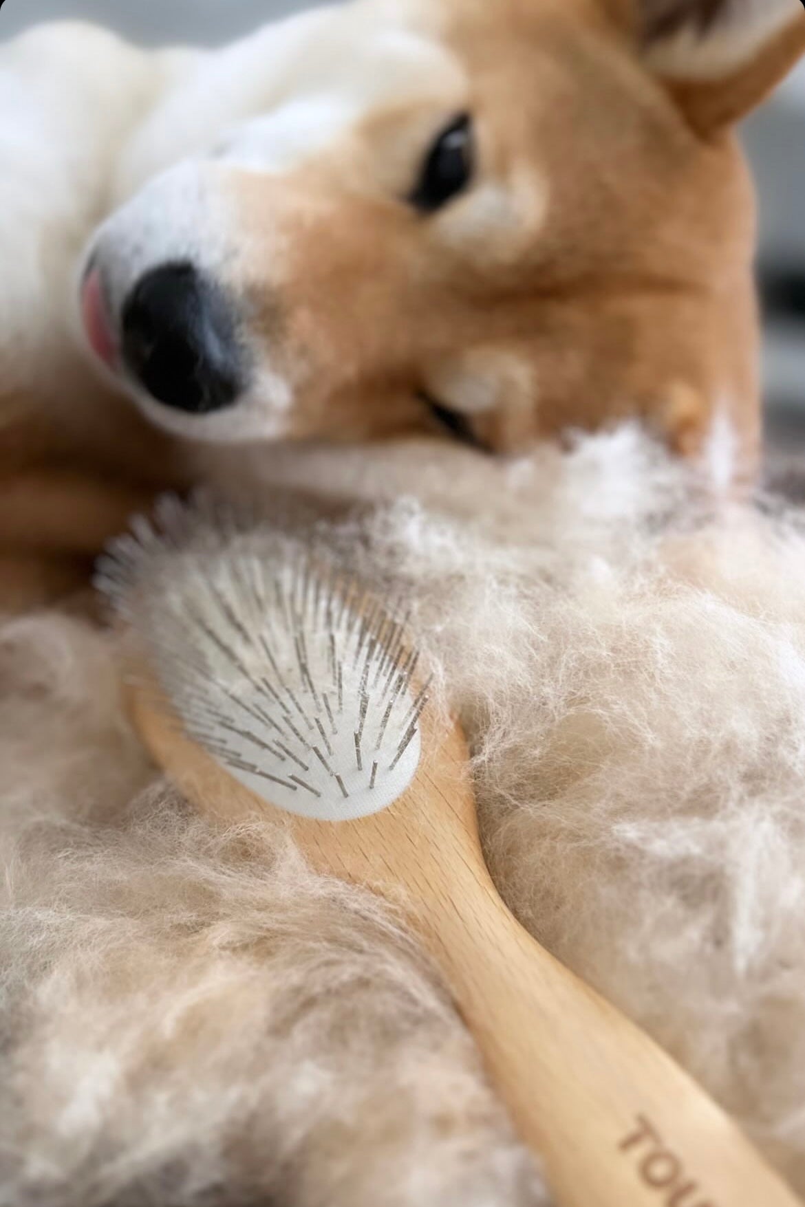 brosse-mue-shiba-inu.jpg