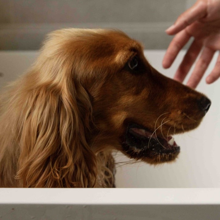 Cocker roux qui n'aime pas le bain, dans une baignoire