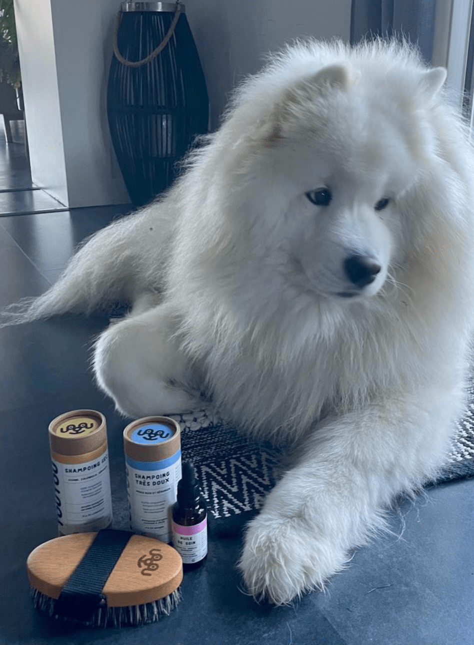 shampoing-chien-poils-blancs.png