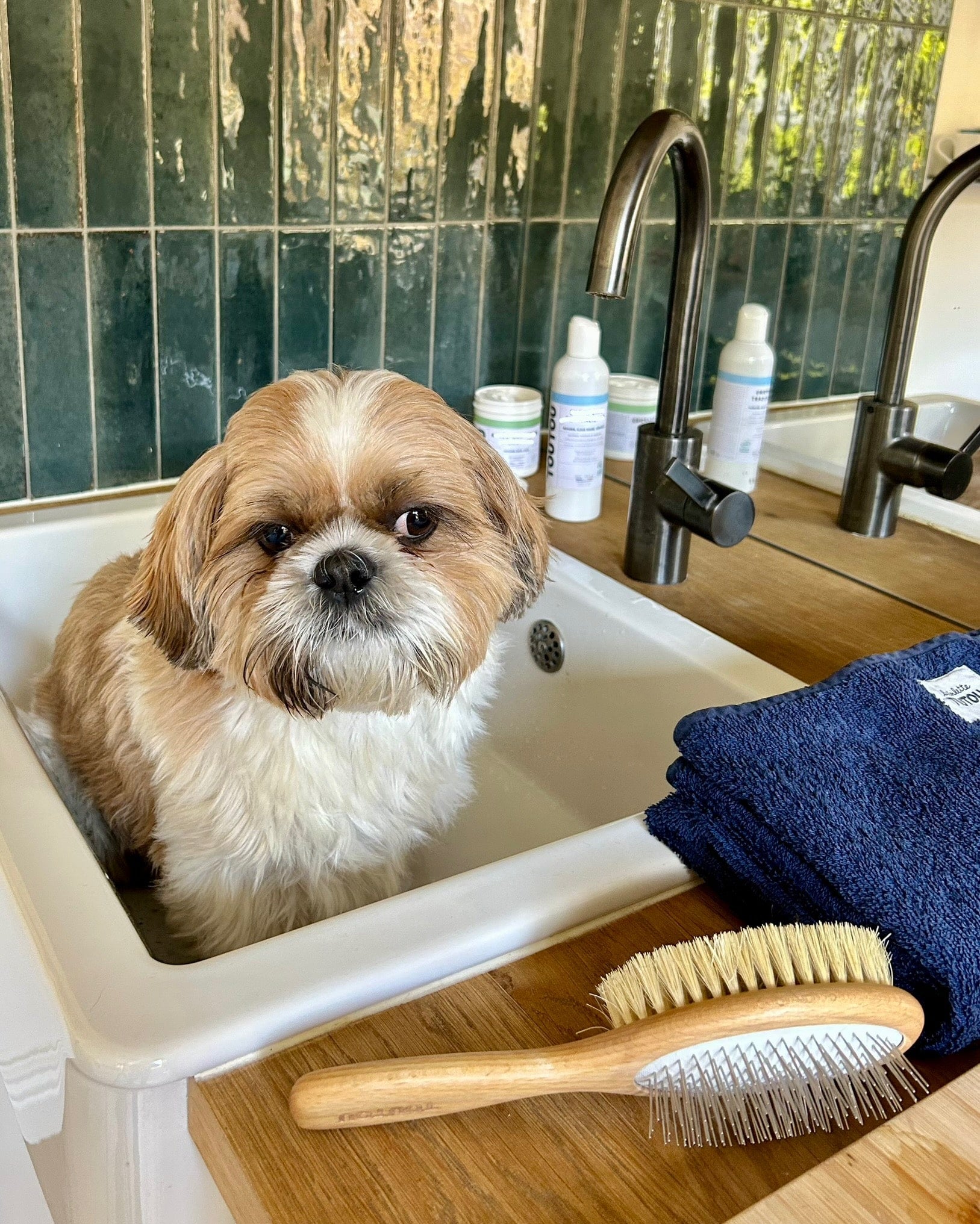 shampoing-shi-tzu.jpg
