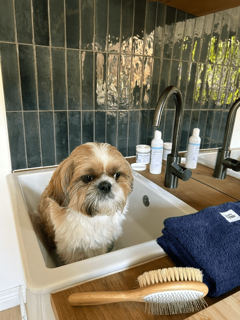shampoing-shit-tzu.png