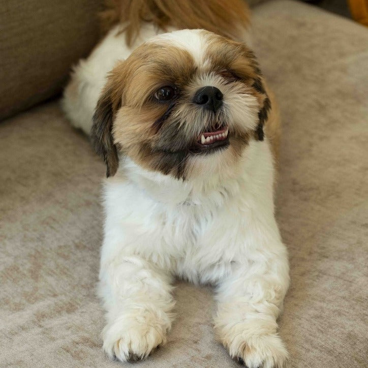 Shih tzu allongé sur un canapé, pattes avant et truffe visibles