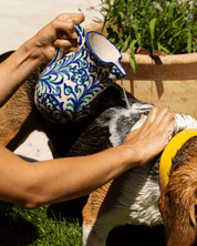 un chien qui se fait laver avec du shampoing de la marque Toutou Petcare