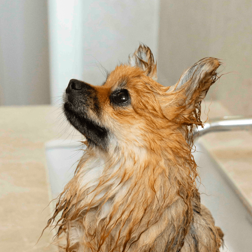 un spitz qui se fait laver avec du shampoing pour chien bio