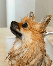 un spitz qui se fait laver avec du shampoing pour chien bio